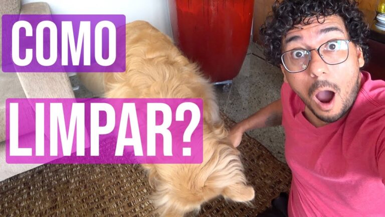Como Remover Urina de Cachorro do Carpete de Forma Eficiente
