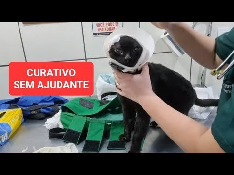 Como Limpar Machucados em Gatos de Forma Segura e Eficaz