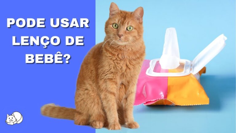 Como Limpar Gatos Bebês com Toalhitas de Forma Eficiente