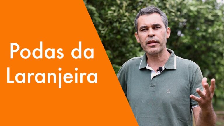Guia Pr&aacute;tico: Como Limpar Laranjeiras Eficazmente