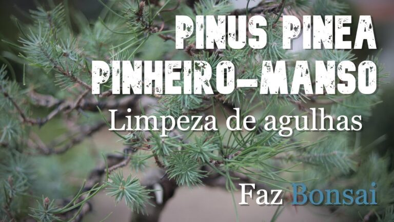 Guia Pr&aacute;tico para Limpar Pinheiros