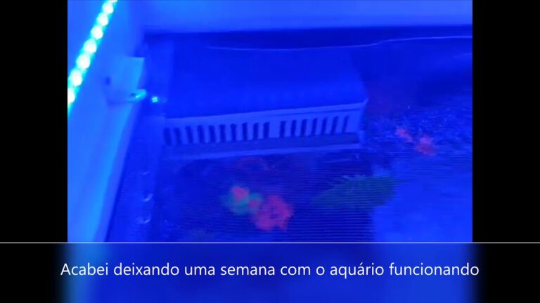 Limpeza Eficiente de Aqu&aacute;rio com Vinagre