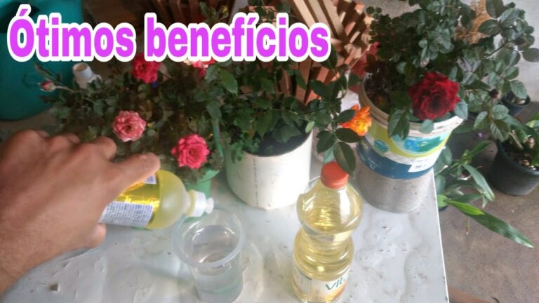 Limpeza Eficiente de Folhas de Plantas Bonsai com Azeite