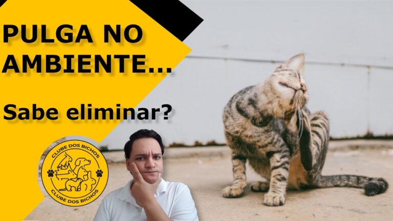 Dicas Eficazes para Limpar Pulgas do Ambiente