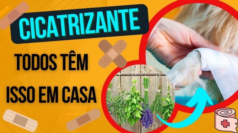 Dicas para Limpar Ferida na Pata do Cão