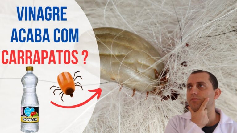 Como Limpar um Cão de Carrapato de Forma Eficiente