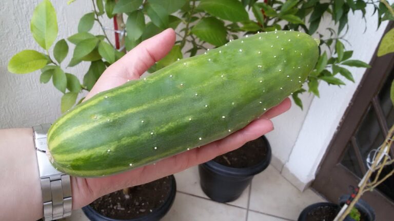 Limpeza Vaginal com Pepinos: Mitos e Verdades