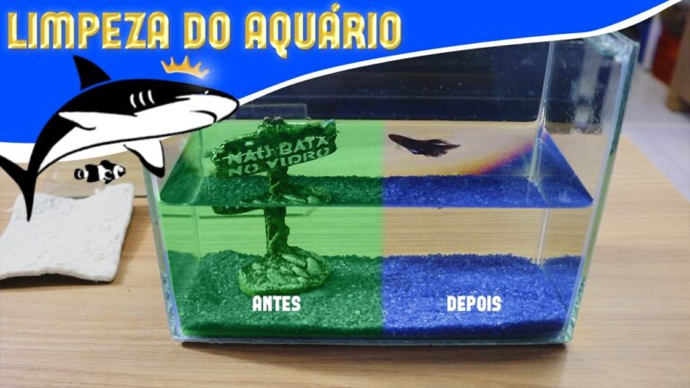Guia Prático para Limpar Aquário Pequeno