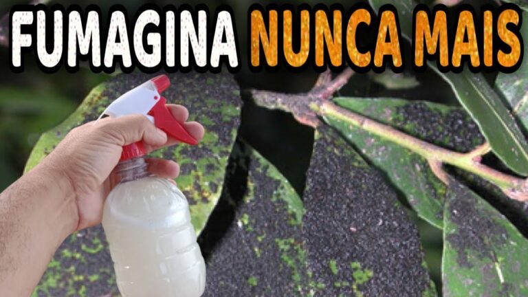 Como Limpar Fomagina de Plantas de Forma Eficiente