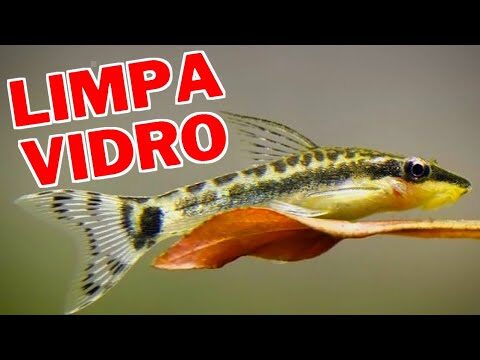 O Que os Limpa Fundos Comem?