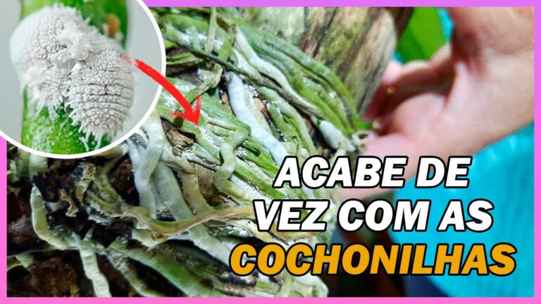 Métodos Eficazes para Remover Piolho Branco das Orquídeas