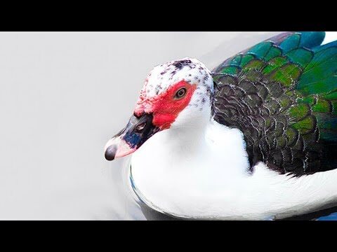 Como Limpar um Pato de Forma Fácil