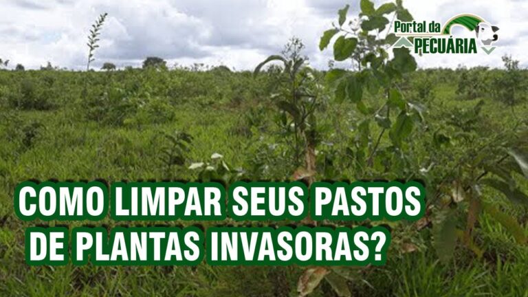 Como Saber se Limpamos o Mato Corretamente