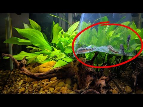 Como Funciona o Peixe Limpa Vidros?