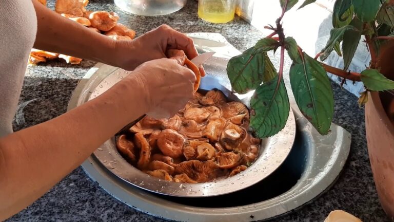 Como Limpar e Cozinhar Miscaros de Forma Eficiente