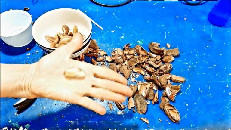 Como Limpar Castanhas de Forma Eficiente