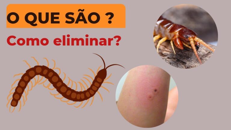 Métodos Eficazes para Limpar Centopeias