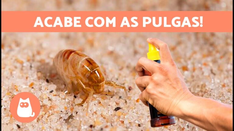 Como Limpar a Casa com Vinagre para Eliminar Pulgas