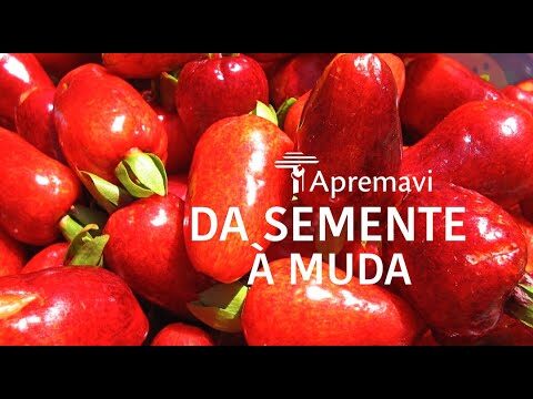 Guia Prático para Limpar Sementes de Cereja