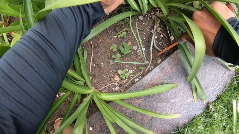 Dicas Pr&aacute;ticas para Limpar o Jardim Efficientemente