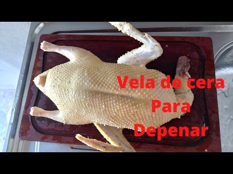 Guia Pr&aacute;tico para Limpar Pato Selvagem