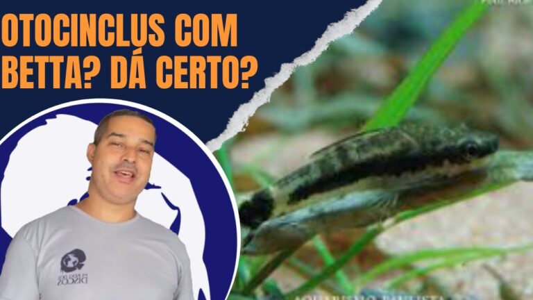 Peixe Limpa Vidro e Betta: Harmonia no Aquário