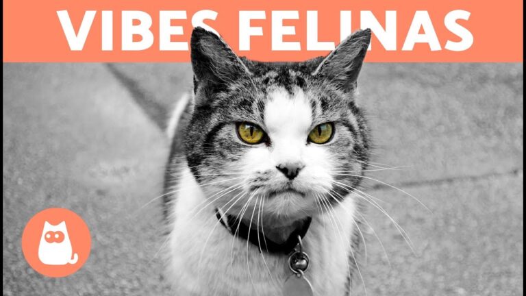 Como Purificar as Energias Negativas dos Gatos