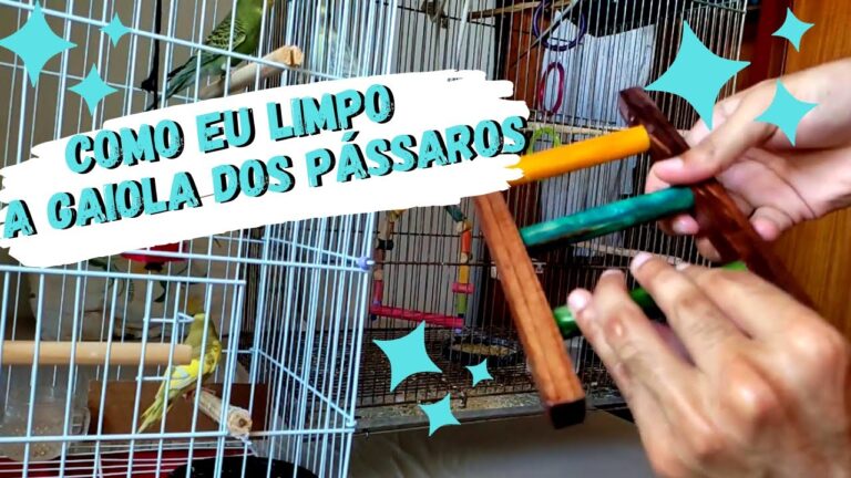 Como Limpar a Gaiola de Caturras de Forma Eficiente