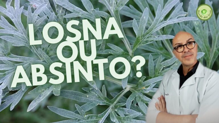 Limpeza de Aura com Erva Losna