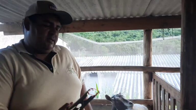 Guia Prático para Limpar Cornos de Ovelha