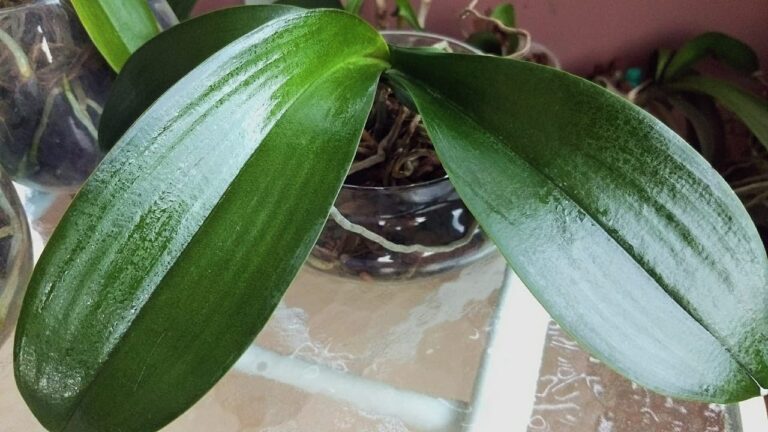 Dicas Eficazes para Limpar as Folhas da Orquídea