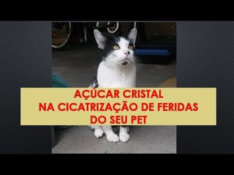 Como Limpar Feridas em Gatos de Forma Eficiente