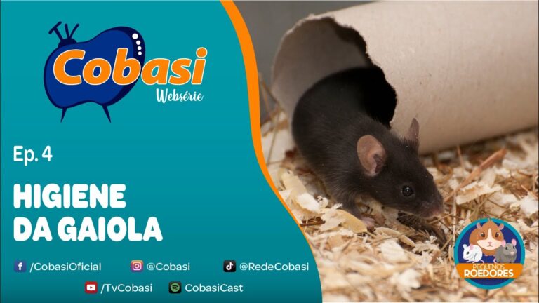 Dicas para Manter a Gaiola do Porquinho-da-Índia Limpa