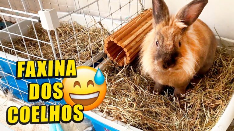 Melhores Produtos para Limpar a Gaiola do Coelho