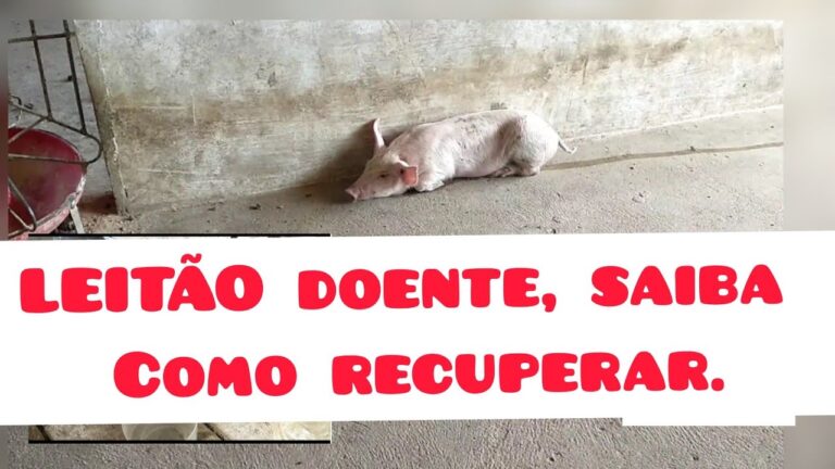 Guia Prático para Limpar Casaco de Pele de Porco
