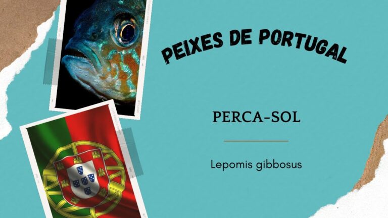 Como Limpar Xixitos de Forma Eficiente