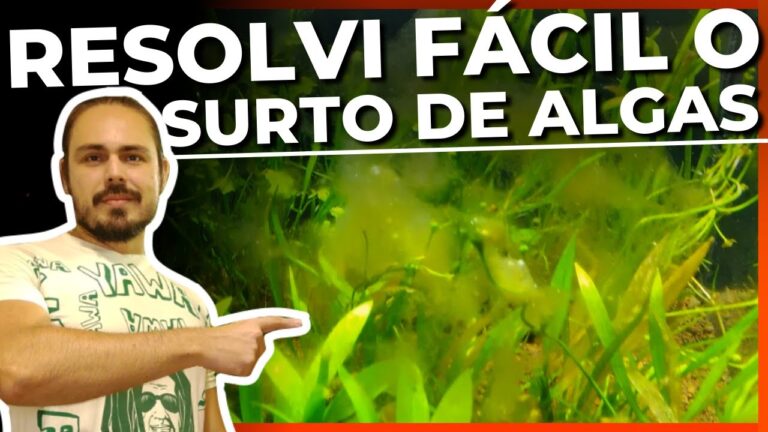 M&eacute;todos Eficazes para Limpar Plantas de Aqu&aacute;rio com Algas