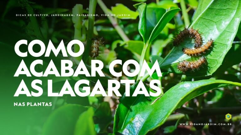 Como Eliminar Pragas de Lagartas em Flores