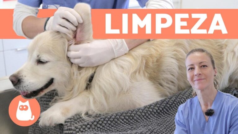 Guia Pr&aacute;tico para Limpar as Orelhas do Seu C&atilde;o