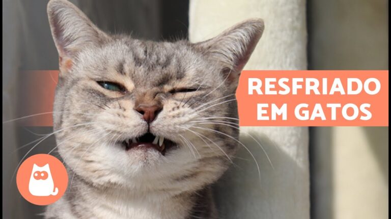 Gato Limpa a Comida com as Patas: Comportamento Fascinante