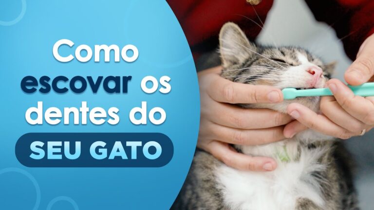 Guia Prático para Limpar os Dentes do Seu Gato