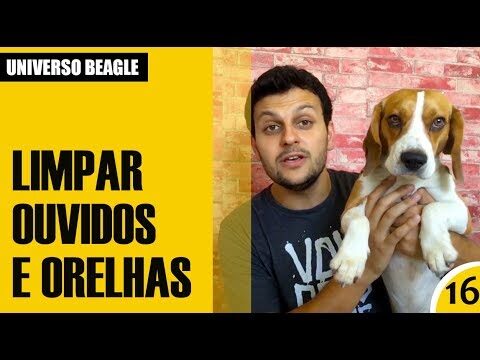 Guia Prático para Limpar a Orelha do Beagle