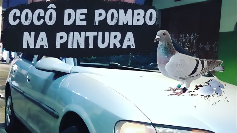 Como Limpar Fezes de Pombos com Segurança