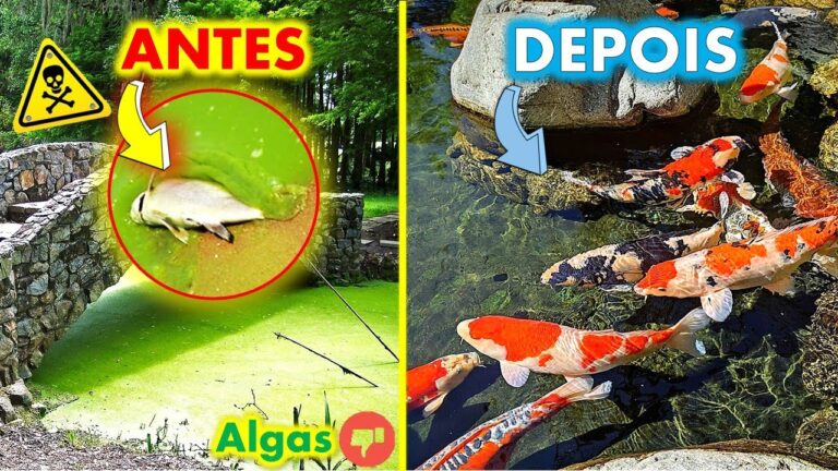 Dicas Eficazes para Limpar Algas de Lago