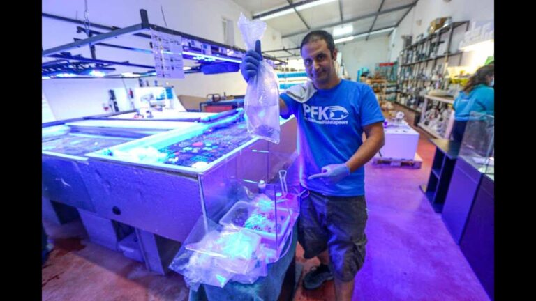 Guia Prático para Limpar Coral de Forma Eficiente