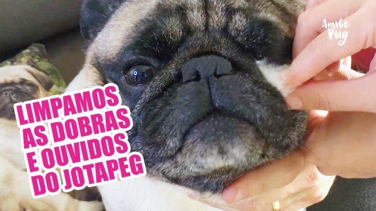 Guia Pr&aacute;tico para Limpar seu Pug