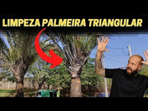 Guia Pr&aacute;tico para Limpar Palmeiras