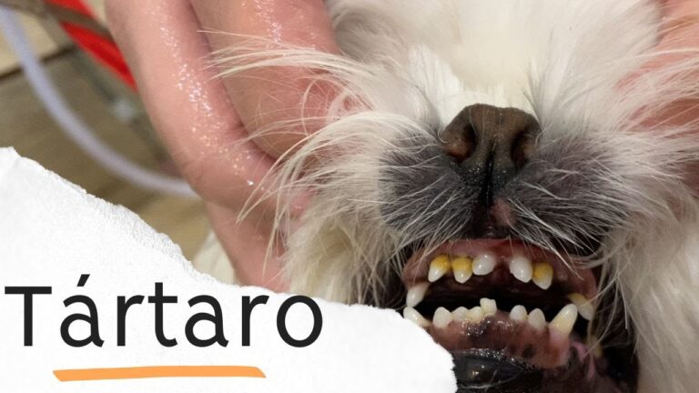 Como Limpar os Dentes de Cães de Grande Porte de Forma Eficiente