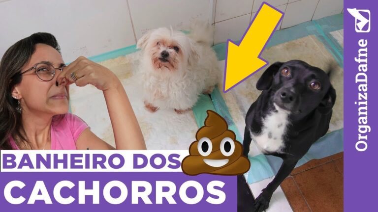 Dicas Eficazes para Limpar as Necessidades do Cachorro