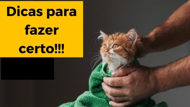 Dicas Práticas para Limpar Filhotes de Gato
